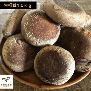 ヤマト常温発送徳島県産希少生しいたけ1キロ　やまのこ農園の特選椎茸大サイズ１キロ