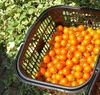 【予約】美味しさ最優先のオレンジミニトマト！★農薬・肥料不使用のプチトマト