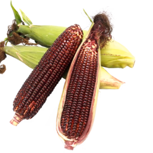 大和ルージュ（赤いとうもろこし）数量限定　10本入り