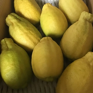 5箱限定❗️大きなレモン(りのか)3キロ以上　8玉前後