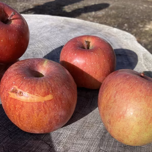 訳ありりんご　ネオニコチノイド系農薬不使用　信州の環境にやさしい農作物認証