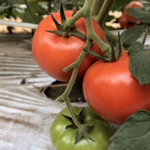 南阿蘇の天然水で育った赤採りあそふるトマト