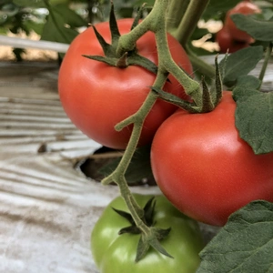 南阿蘇の天然水で育った赤採りあそふるトマト