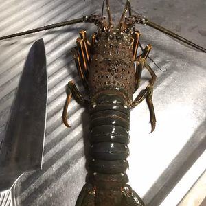 伊勢海老(活け〆冷凍)