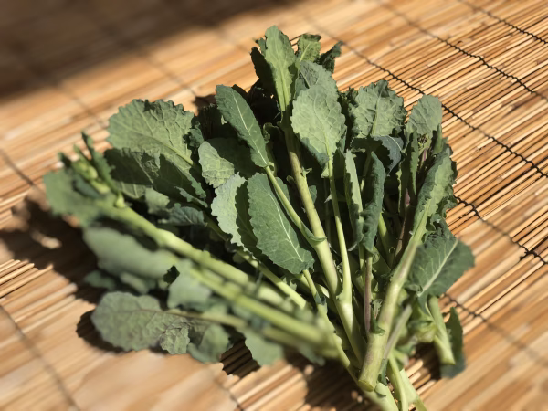 【やみつきになるおいしさ】べっぴんやさいの「のらぼう菜」