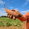 とろ甘っ！ねっとり濃密！紅はるか（農薬・化学肥料・除草剤・防虫剤不使用）