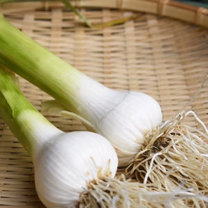 国産生にんにく　無農薬栽培