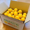 【希少フルーツ】【2025年産】【露地栽培】湘南ゴールド（家庭用）