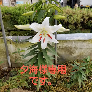 夕海様専用です。