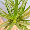 【在庫販売】　アロエ　メデューサ　室内　大型　屋外　多肉植物　ドライガーデン