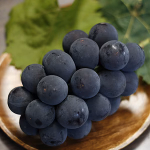 種無し巨峰 800g前後　2房 長野県産 朝取り出荷 ぶどう