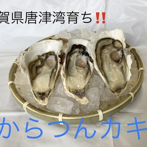 佐賀県唐津産殼付マカキ　　からつんカキ3kg(30個~50個)