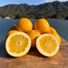 冬でも食べられる河内晩柑&紅河内晩柑　栽培期間中農薬不使用 柑橘セット