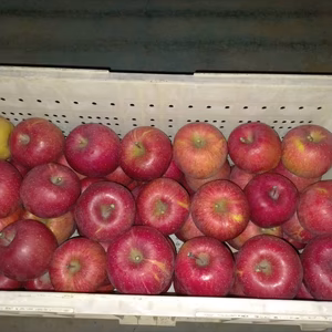 減農薬　家庭用　サンふじりんご　各サイズ　 5キロ箱入り〜