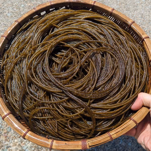 【漁師も知らない海藻！】山陰産「ツルモ」500g　※シャキシャキ食感！！