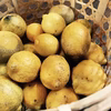 送料一律/のびのび育った山レモン1kg/農薬:栽培期間中不使用