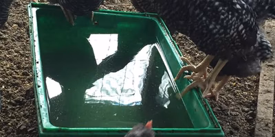 なぜ、養鶏の基本が“水”なのか