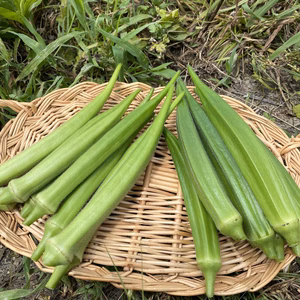 訳あり品【収穫当日発送】　オクラ1kg