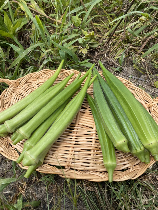 訳あり品【収穫当日発送】　オクラ1kg