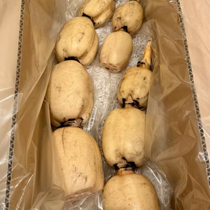 満点☆青空レストラン　茨城県土浦市ブランド認定品『市川蓮根』