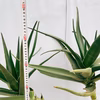 ［在庫］【希少】大迫力！　アロエ　メデューサ　観葉植物　室内　大