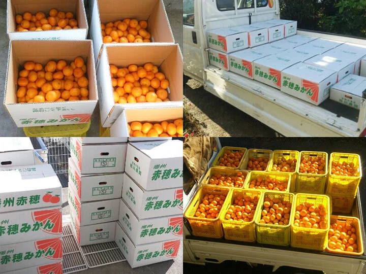 こつぶみかん 早生 2kg 甘味と酸味が調和したみかん