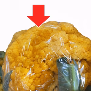 納豆菌栽培淡路島オレンジカリフラワー訳アリ