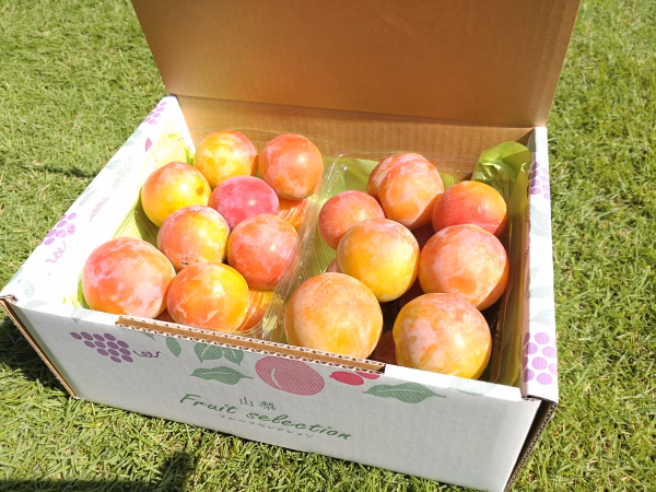 【自宅用】小さいサイズのプラム　南アルプス市のスモモ