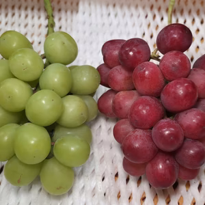 ☆新鮮発送☆【ちょっと訳あり】 クイーンルージュ＆シャインマスカット１房づつ