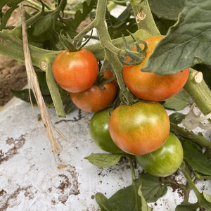 信州安曇野産中玉トマト(レッドオーレ)