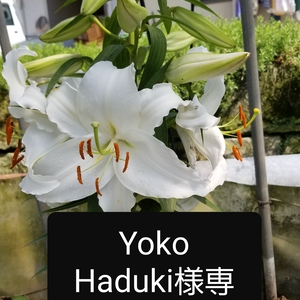 Yoko Haduki様専用です。