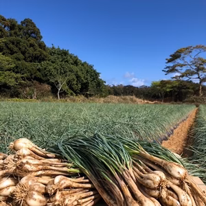 誠農園の たねがしま らっきょう(オーガニック有機JAS らっきょう) 12kg