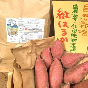 【実りの秋set ➀】自然栽培紅はるか＆丹後こしひかり　さつま芋ごはんレシピ付き