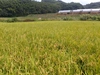 平成29年度産新米・特別栽培米【玄米】5kg