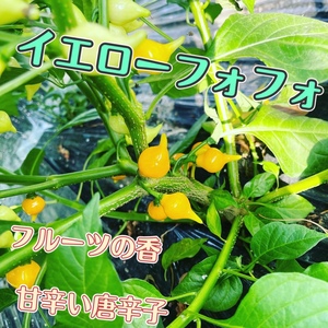 元飲食業、アスリートが作る　無農薬　イエローフォフォ