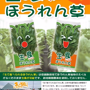 サラダほうれん草