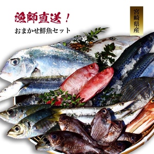 【送料無料】宮崎県産！朝どれ鮮魚セット（L）