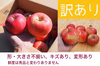 【8周年福袋】【減農薬栽培】りんご 訳あり 8月下旬〜 サンつがる 3kg〜  