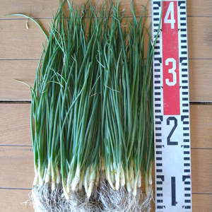 玉ねぎ苗（早生、中生、晩生からチョイス