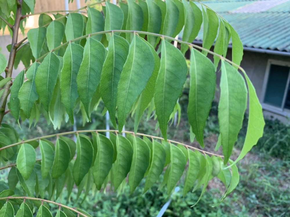 カレーリーフ 生葉 農家漁師から産地直送の通販 ポケットマルシェ