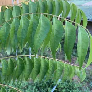 カレーリーフ(生葉)