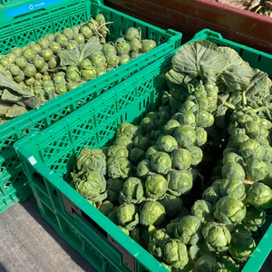 株ごとお届け！芽キャベツ