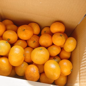 ジュース用 甘さと酸味が丁度いい！濃厚興津早生みかん5kg