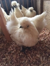 平飼い烏骨鶏の卵 10個➕割れ保証2個 