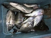 熊本県八代海の魚！朝捕れお試し鮮魚BOX