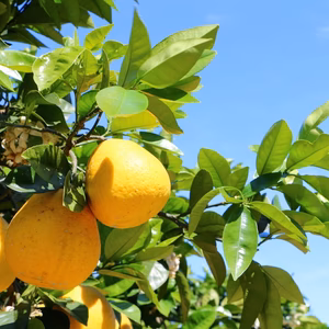 樹齢30年！熊本県産 河内晩柑(訳あり・9kg)