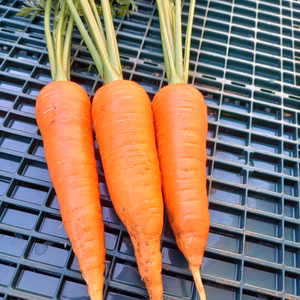 【ウサ飼いさん応援します!】葉付き人参& パパイヤの実&ビーツ間引き菜