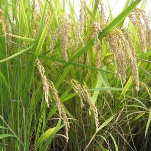 兵庫県産 きぬむすめ 2０ｋｇ白米　こだわりのお米