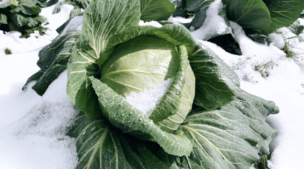 珠玉の緑宝、越冬キャベツ」兵庫県香美町産雪ぶとんキャベツ４玉