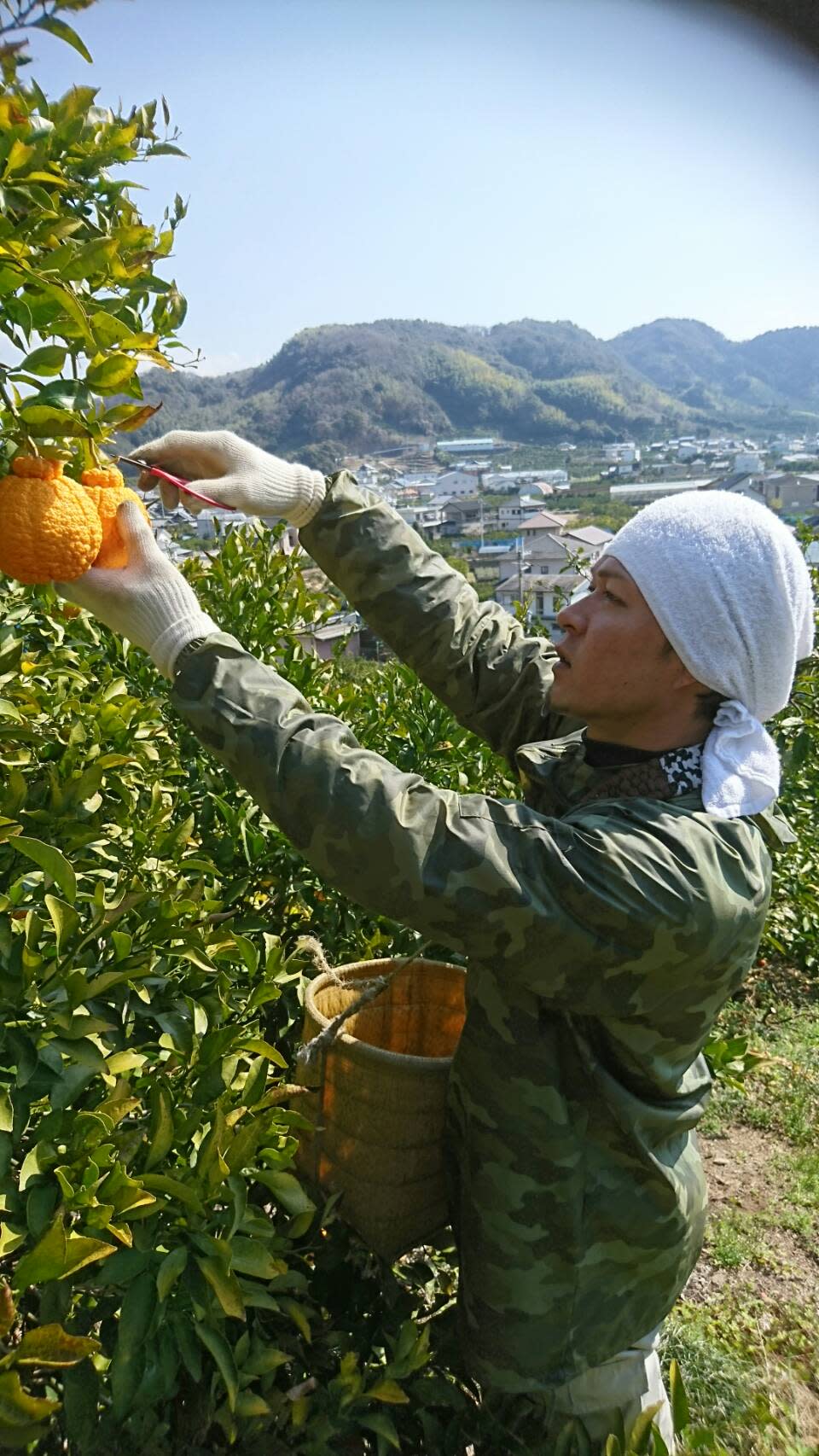 1周年記念イベントが そらまどんな 天空の農園 3kg 訳あり みかん、柑橘類